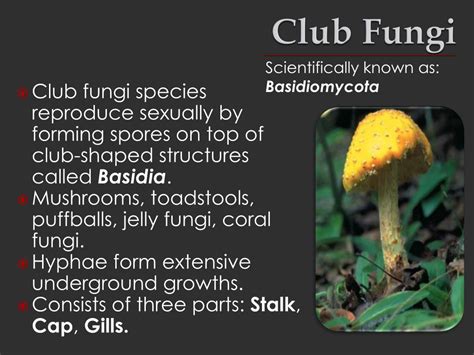 PPT - Club Fungi PowerPoint Presentation, free download - ID:2108756