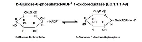 GLUCOSE-6-PHOSPHATE DEHYDROGENASE from Microorganism - TOYOBO USA