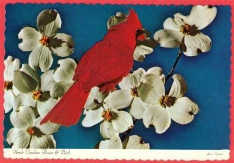 North Carolina~State Bird-Flower~Cardinal on Dogwood~ Postcard | eBay