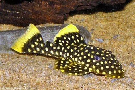 Gold Nugget Pleco: Feeding, Breeding and Care Guide