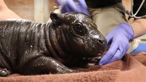 A baby pygmy hippo was born at Franklin Park Zoo, and boy is it small