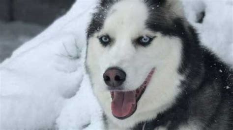 What is Snow Nose in Husky Dogs? - Hike With Halo