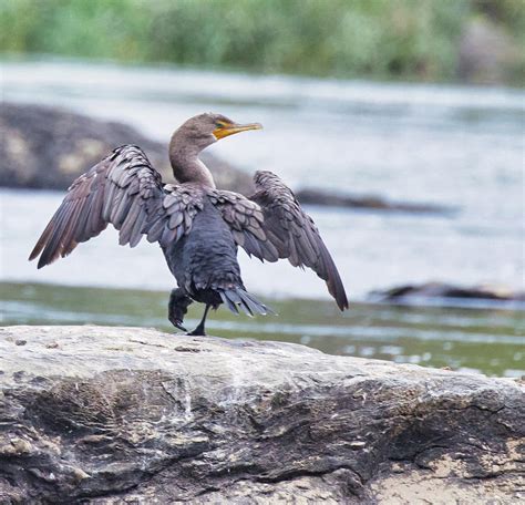 Juvenile Double Crested Cormorant Photograph by Kelly Duncan