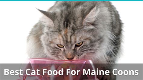 The Best Cat Food Brands For Maine Coons in 2024 | Reviews & Ratings