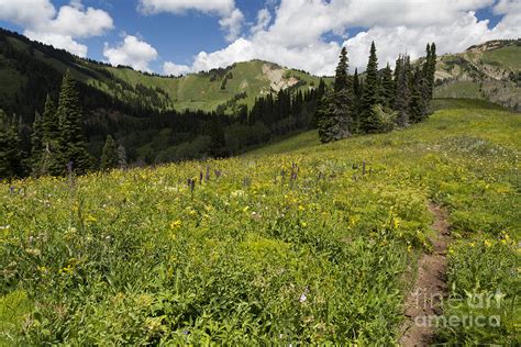 Hiking Trail in Mountain Meadow Photograph by Mike Cavaroc | Fine Art America