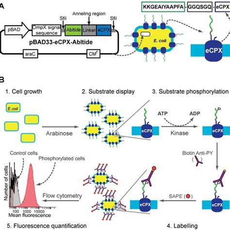 Schematic representation of the Bcr-Abl tyrosine kinase. Tyrosine ...