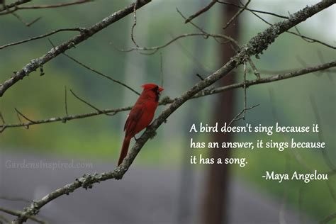 Quotes about Cardinal bird (24 quotes)