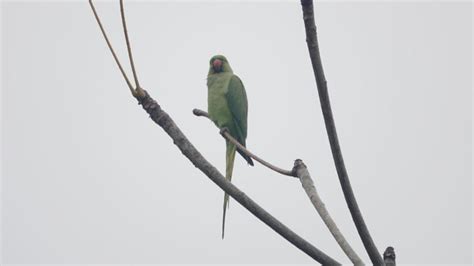 Rose-ringed Parakeet | MarkEisingBirding