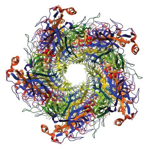 L1 capsomere of the human papilloma virus Source: Human Papillomavirus ...