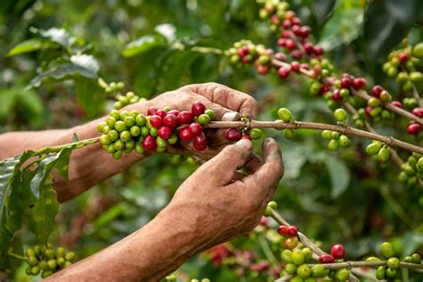 Impacto en la cadena de suministro del café por regulaciones de la ...