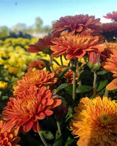 Autumn colors... 🍁🌼 #chrysanthemum #autumn #fallflowers #autumnflowers #blossom #garden #balcony ...