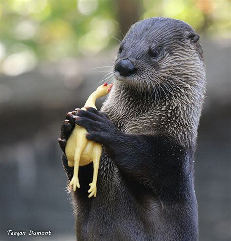 So You Humans Consider This Thing Comedy, Huh? — The Daily Otter | Otters, Otters cute, Baby animals