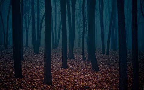 Dark Forest Wallpapers, Widescreen Hd Dark Forest Image, #25552