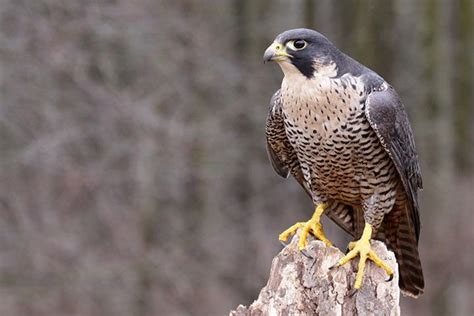 Peregrine Falcon - Animal Facts for Kids - Characteristics & Pictures