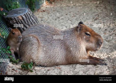 Capybara with baby in the zoo, selective focus Stock Photo - Alamy