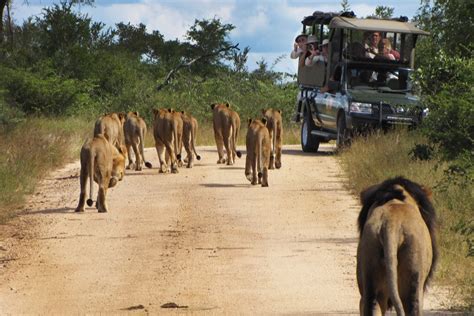 Kruger National Park Safari - Kruger Lodge Safari