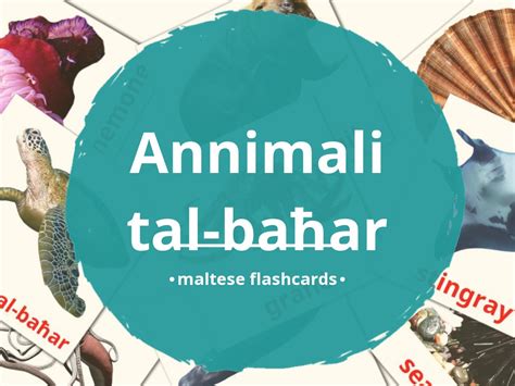 29 FREE Sea animals Flashcards | PDF | Maltese Words