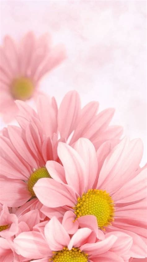 720P free download | Daisies, flowers, pink, HD phone wallpaper | Peakpx