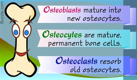 Osteoblasts, osteocytes, and osteoclasts are all types of cells closely associated with bones ...