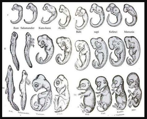 Tahapan Perkembangan Embrio Pada Manusia Secara Berurutan Adalah Soal ...