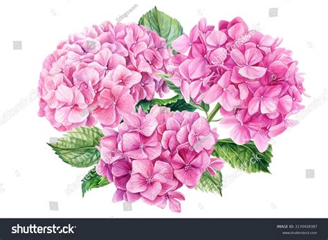 Pink Hydrangea Flowers Watercolor Botanical Painting Stock Illustration 2170428387 | Shutterstock