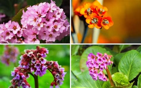 Different Types of Bergenia (Photos & Growing Tips) - Garden Lovers Club