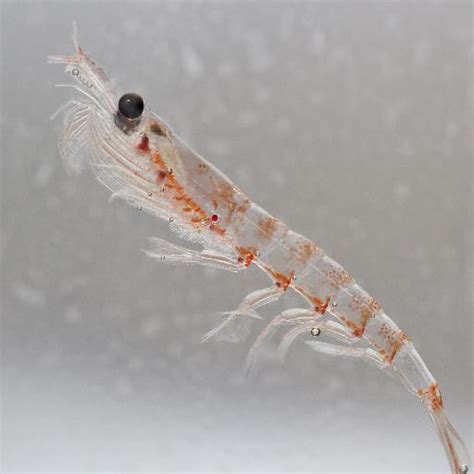 Krill > Crustaceans > wildlife | @jsmith | MrOwl