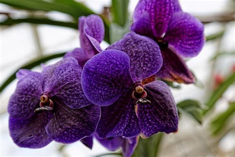 Purple orchids, Orchids, Types of purple flowers