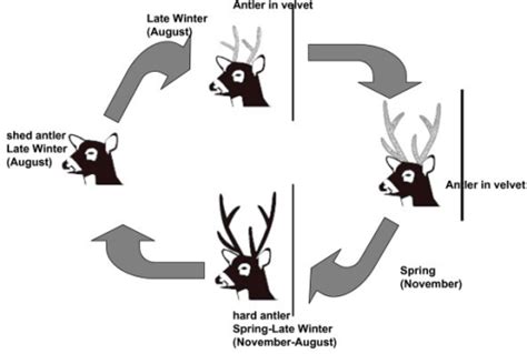 Antler cycle in adult and yearling pampas deer males. A | Open-i