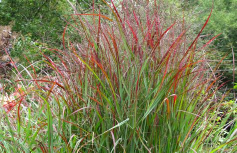 10 Essential Native Grasses and Sedges for Mid-Atlantic Gardens