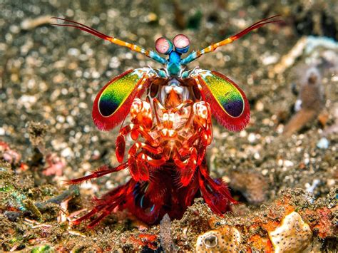 🔥 mantis shrimps can see colors we can’t even comprehend 🔥 ...