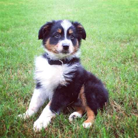 Mini Australian Shepherd puppy, Rocky! | Australian shepherd puppy, Mini australian shepherds ...