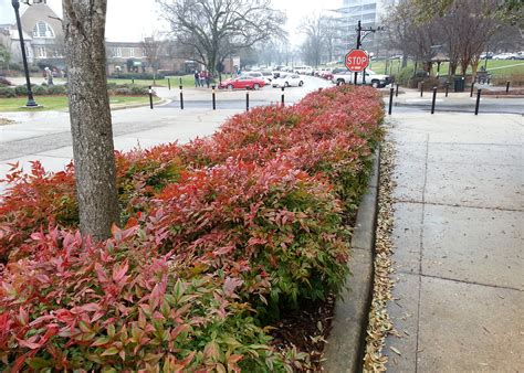 Nandina offers foliage color through winter | Mississippi State ...