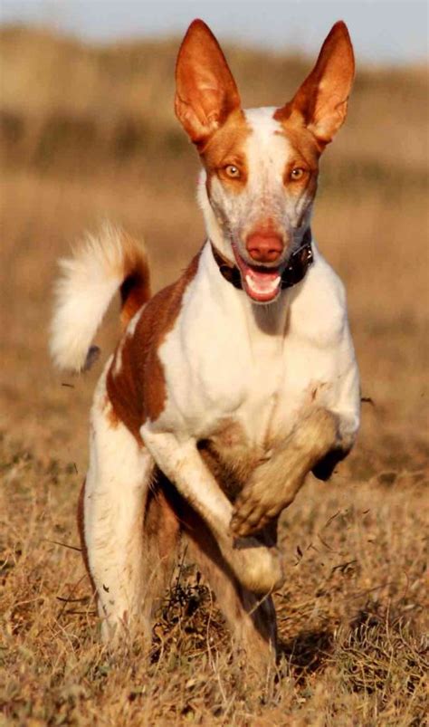 Ibizan Hound - Dog Breed Information and Images - K9 Research Lab