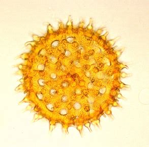 Palynology – Paleobotany + Palynology