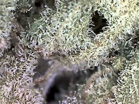 voyagers blue cheese under microscope amsterdam - YouTube