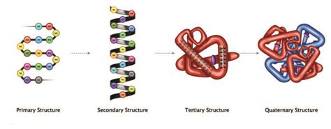 Common Structure Of Polypeptide Download Scientific Diagram