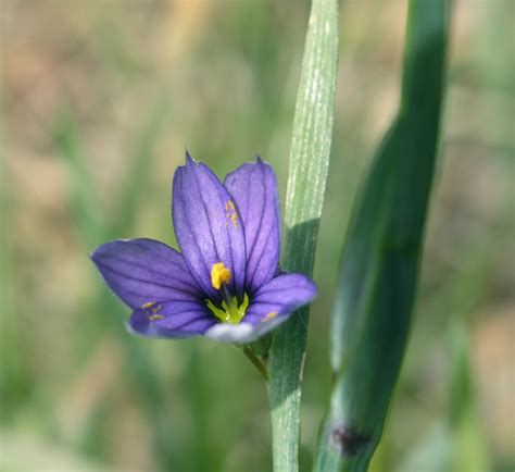 Common Blue-eyed Grass - Watching for WildflowersWatching for Wildflowers