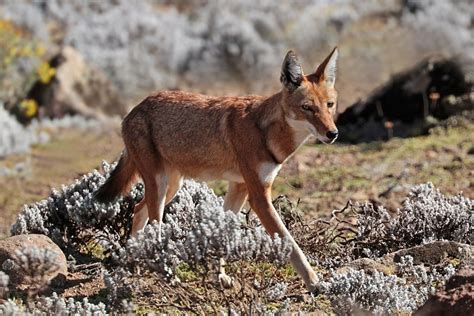 Wolves - Facts, Habitat, Endangered Status | Species Spotlight