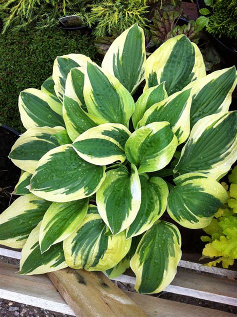 Hosta - good ground cover under, and near the specimen acers. | Ground ...