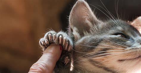 5 Alternatives To Declawing Your Cat That Involve Adding More Claws