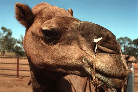 Camel | Wild animals | Outback Australia | OzOutback