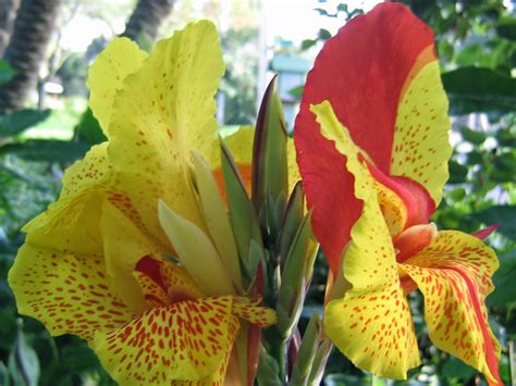 HOW TO OVERWINTER CANNA LILIES |The Garden of Eaden