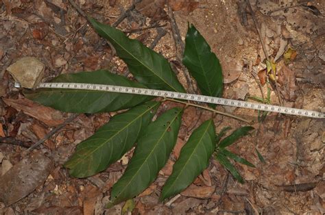 Sapindaceae plant4 (Sapindaceae) image 94528 at PhytoImages.siu.edu