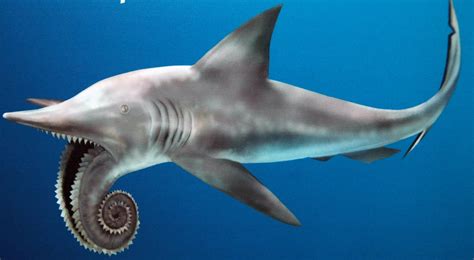 Helicoprion, the shark that had a buzz saw like bottom jaw. : r ...