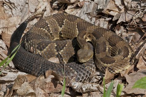 4 VENOMOUS Snakes Found in Indiana! (ID Guide) - Bird Watching HQ