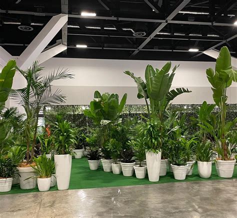 Our Pick of the Best Indoor Plants for Your Health - Tropical Plant Rentals