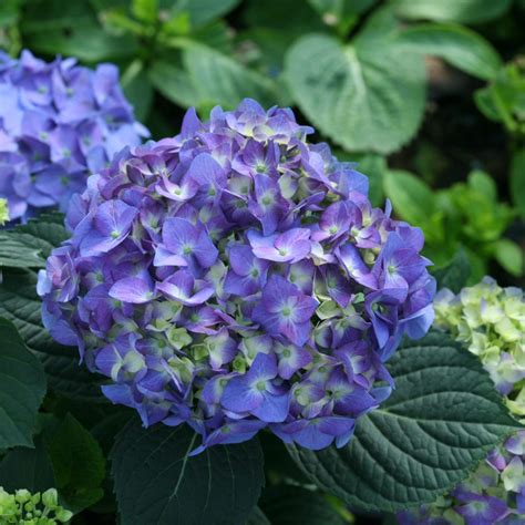 LET'S DANCE® BLUE JANGLES® Hydrangea- Garden Crossings