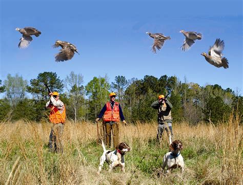 Wing Shooting - Mayview Rod and Gun