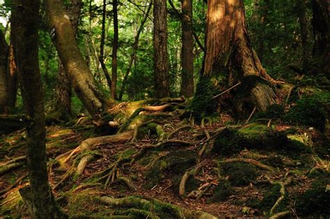 Welcome to Aokigahara - The Scary Haunted Forest in Japan